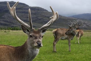 "Deer of the Atlas: Tazekka Natural Park & Ifrane Eco Tour | Private & Luxury
