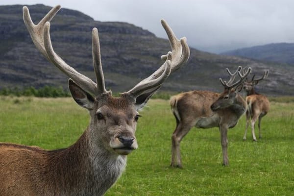 "Deer of the Atlas: Tazekka Natural Park & Ifrane Eco Tour | Private & Luxury