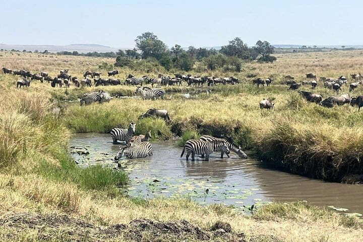 3 Days Masai Mara Midrange Group Safari