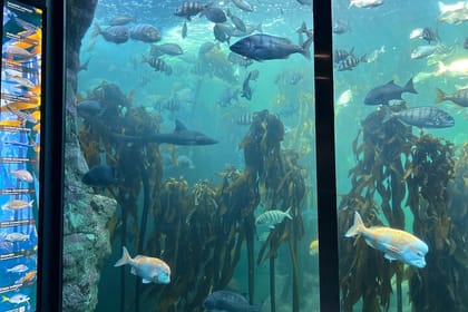 Robben Island & Aquarium Tour – Tickets & Transfers Included