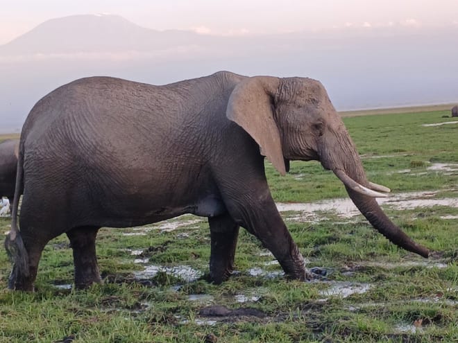 Amboseli day trip tour 4