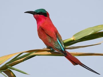 carmine bee eater