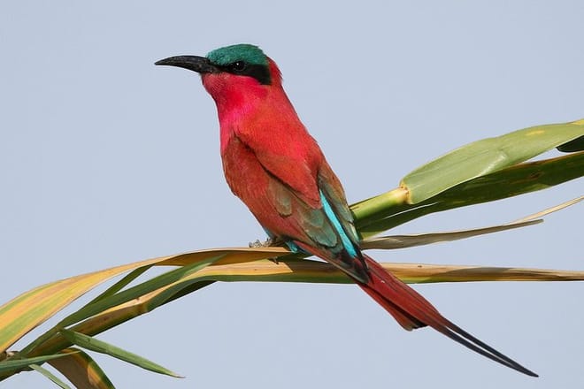 carmine bee eater