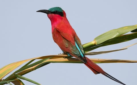 Full-Day Chobe Game Drive Safari from Victoria Falls