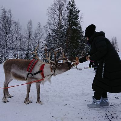 sleigh rovaniemi