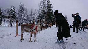 Reindeer farm visit and 1 hour safari 13:30-16:30