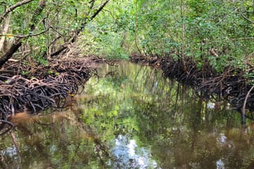 Private Jozani Forest Tour with Red Colobus Monkeys in Zanzibar