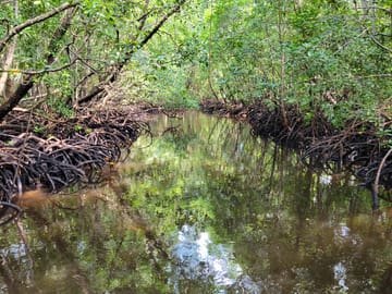 Private Jozani Forest Tour with Red Colobus Monkeys in Zanzibar