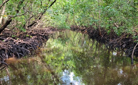 Private Jozani Forest Tour with Red Colobus Monkeys in Zanzibar