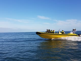 Puffin Tour by RIB Speedboat from Downtown Reykjavik, photo 18