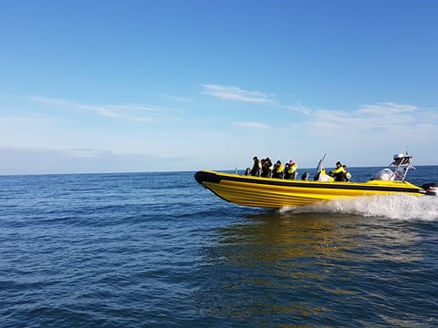 Whale Watching from Downtown Reykjavik by RIB Speedboat , photo 23