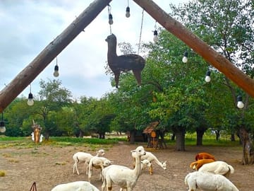 Baku-Shamakhi-tour-Alpaca-tour-tour-Azerbaijan