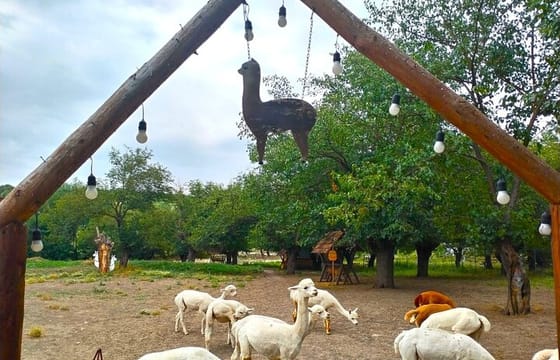 Private All Inclusive Shamakhi Alpaca and Wine Tour