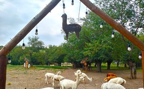 Private Alpaca and Wine Tour in Shamakhi, Azerbaijan