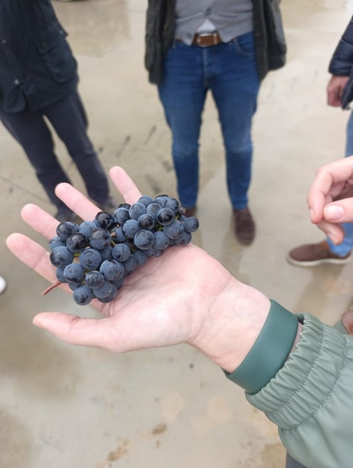 Ribera del Duero Tour: Three Wineries & Lunch from Madrid - Photo 24