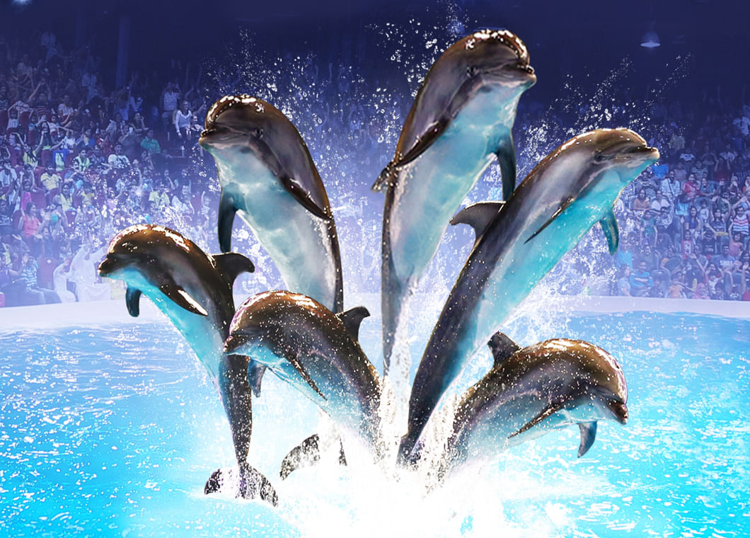 Explore dolphin show with tour visionary