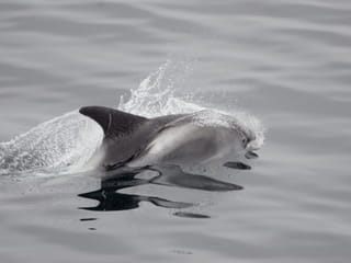 Reykjavík Whales & Buggy, photo 8