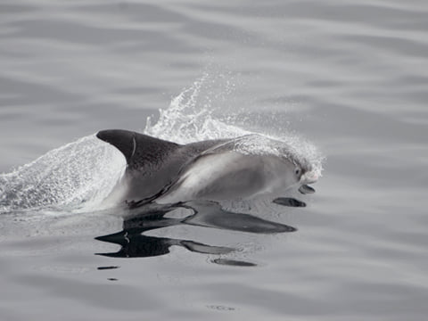 Reykjavík Whales & Buggy, photo 8