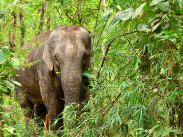 Playful Half-Day Elephant Sanctuary Adventure