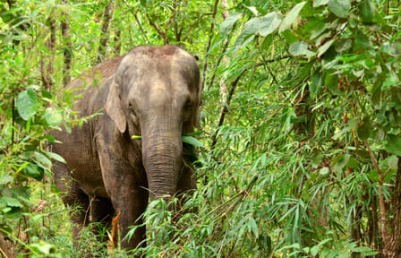Playful Half-Day Elephant Sanctuary Adventure