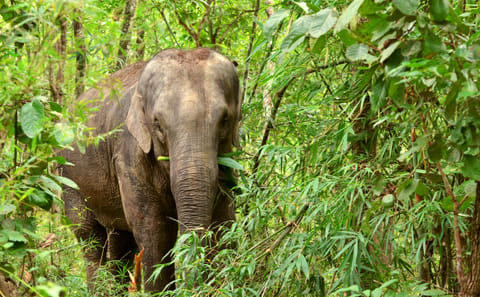 Playful Half-Day Elephant Sanctuary Adventure