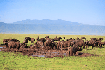 3-Day Safari Adventure in Anantya Serengeti, Tanzania