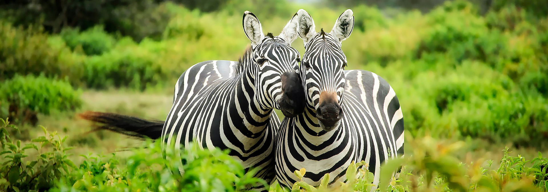 Kruger Park Open Vehicle Safari - Zebras in natural habitat