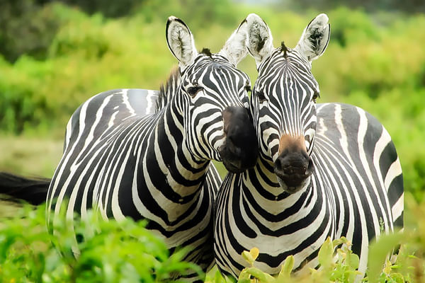 Kruger Park Open Vehicle Safari - Zebras in natural habitat