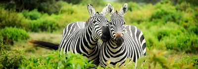 Kruger Park open vehicle morning safari. Mpumalanga. Guided.