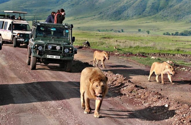 6Days Tanzania Tented Camping Safari : Serengeti, Lake Manyara,  Ngorongoro Crater &  Tarangire National Park 2