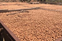 Macadamia Product Process