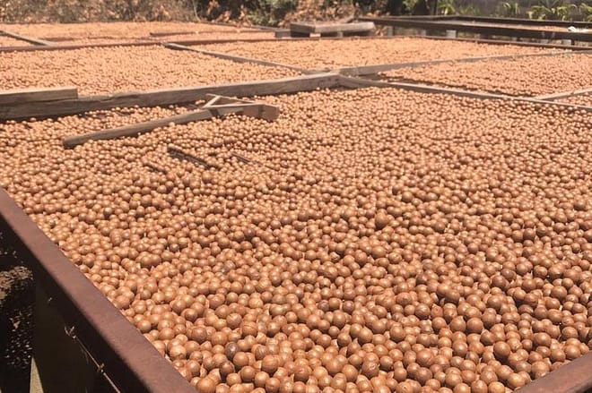 Macadamia Product Process