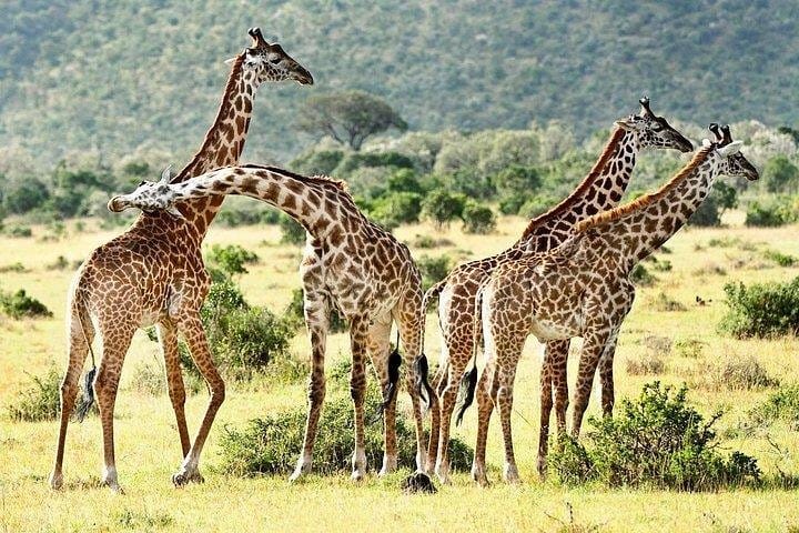 Mara national reserve