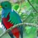 Resplendent Quetzal