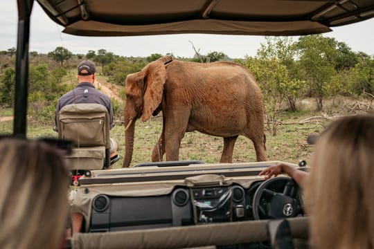 Tanzania Safari: Serengeti, Ngorongoro & Lake Manyara | Big Five Wildlife Experience