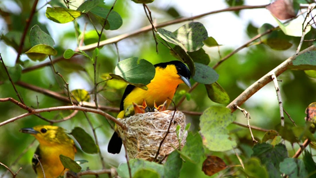 Bird Watching Sri Lanka 8