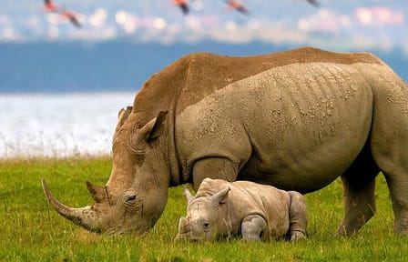 7 Days Masaai Mara Lake Nakuru Lake Naivasha and Amboseli safari