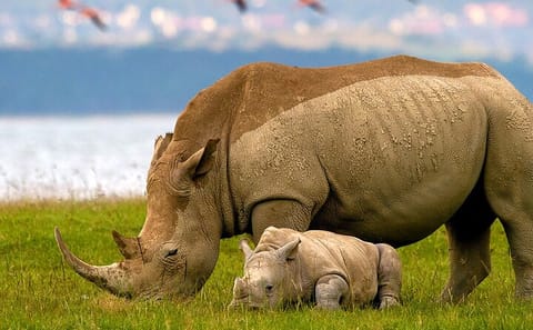 7-Day Safari Adventure in Maasai Mara and Amboseli, Kenya