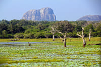 Yala National Park One Day Tour 2