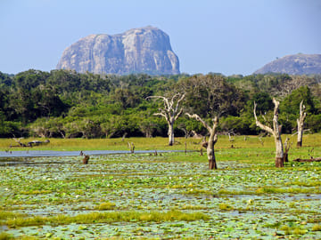 Yala National Park Wildlife Adventure Tour from Colombo