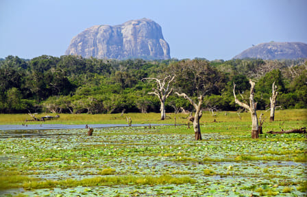 Yala National Park Wildlife Adventure Tour from Colombo