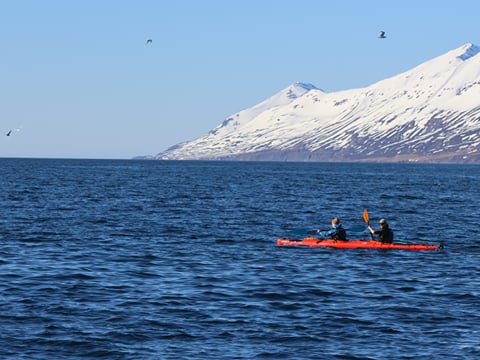 Guided Kayak Tour in Árskógssandur: Explore Coastline & Wildlife, photo 6