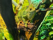 Dubai Aquarium & Underwater Zoo 7