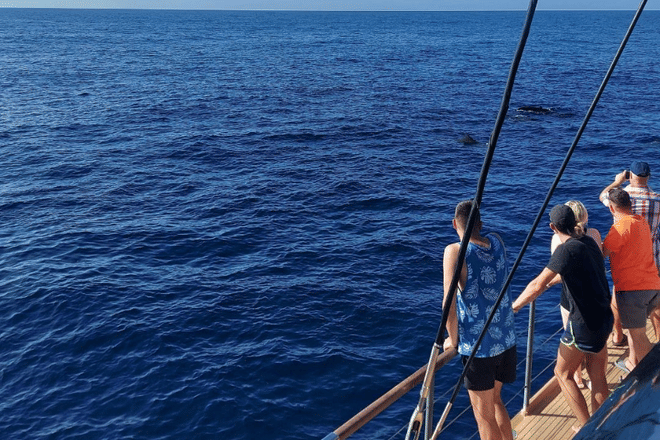 Whale Watching Catamaran to Los Gigantes & Masca 4