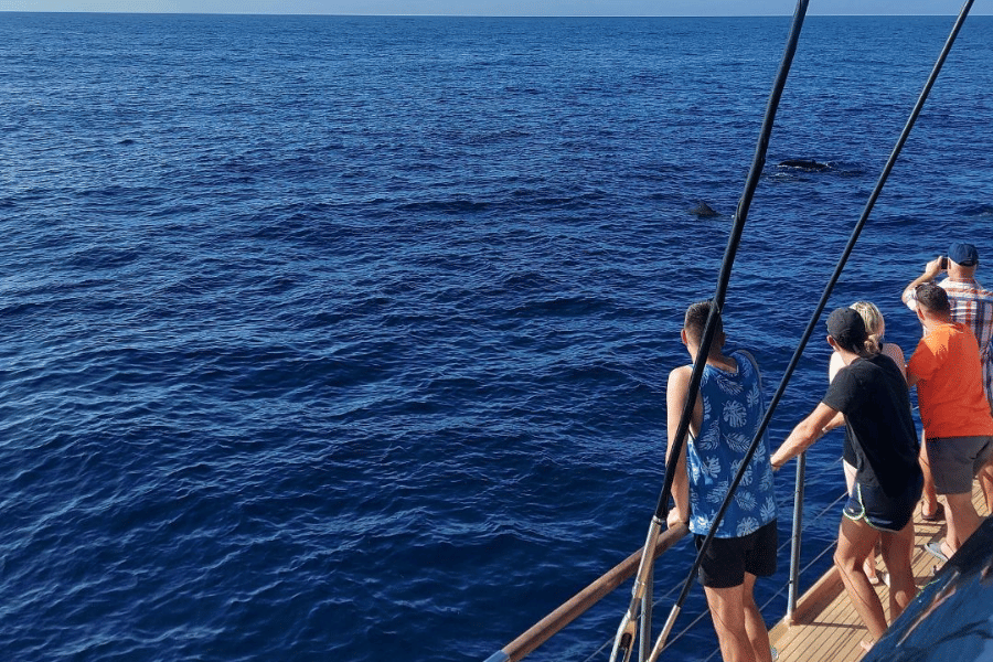 Whale Watching Catamaran to Los Gigantes & Masca 4