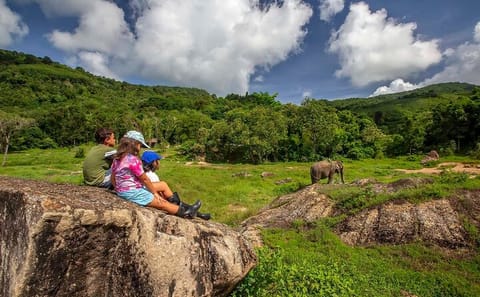 2 Hours Phuket Ethical Elephant Nature Park Visit