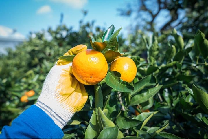 Autumn 10 days Jeonju&Mt.Naejangsan&Mt.Seorak&Mungyeong&Jeju&Busan on Early Nov