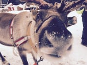 Reindeer Farm Visit & Sled Ride 4