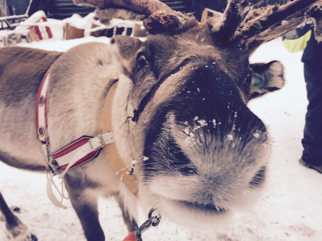 Reindeer Farm Visit & Sled Ride 4