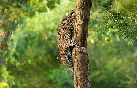 Wilpattu Half Day Safari From Anuradhapura